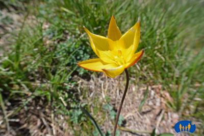 Tulipe sauvage en pleine floraison.